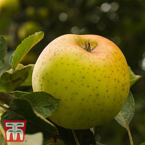 Apple 'Herefordshire Russet'