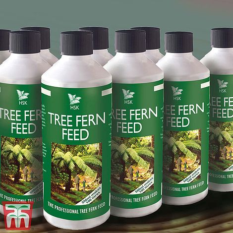 Tree Fern Feed