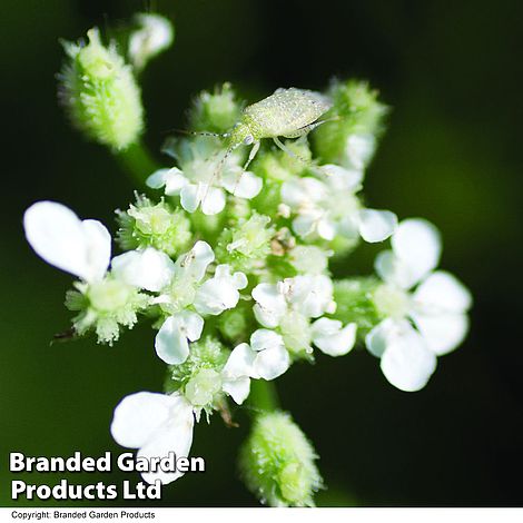 Upright Hedge Parsley - Kew Wildflower Seeds
