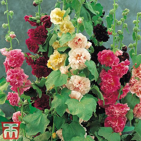 Hollyhock 'Chater's Doubles'
