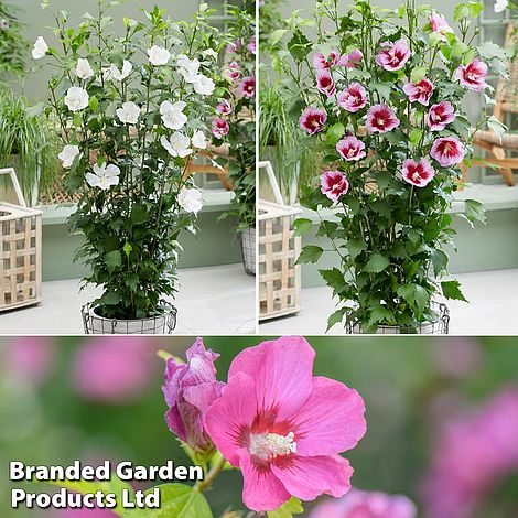Hibiscus 'Flower Tower Collection'