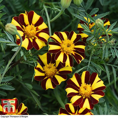 Marigold 'Mr Majestic Doubles' - Seeds