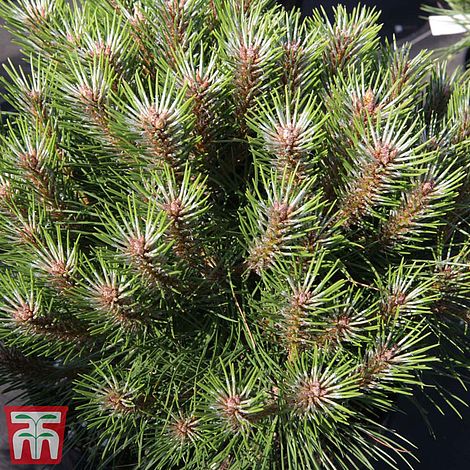 Pinus nigra 'Marie Bregéon'