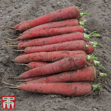 Carrot 'Red Sun' F1 Hybrid (Maincrop) - Seeds