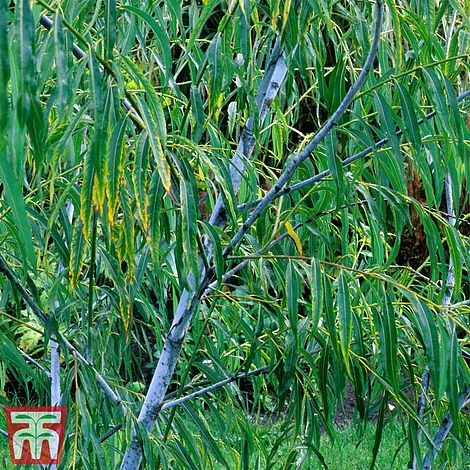 Salix acutifolia 'Blue Streak'