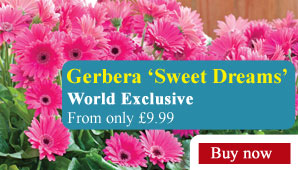 Gerbera 'Sweet Dreams' - Part of the Alan Titchmarsh Collection