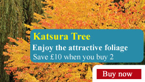 Katsura Tree - Part of the Alan Titchmarsh Collection