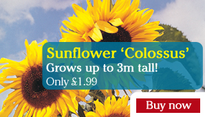 Sunflower 'Colossus' - Part of the Alan Titchmarsh Collection