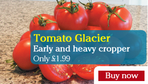 Tomato Glacier - Part of the Alan Titchmarsh Collection