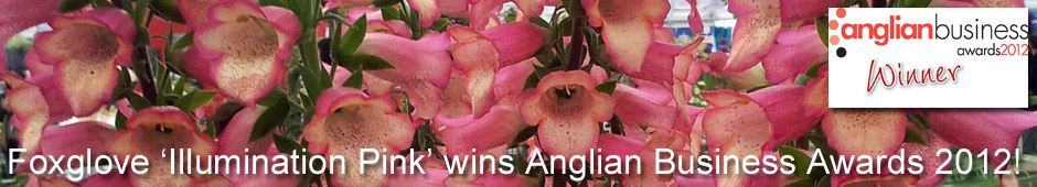 Foxglove ‘Illumination Pink’ has won the Anglian Business 2012 Innovation Award