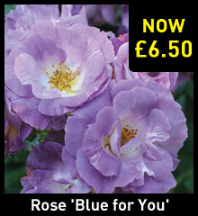 Rose 'Blue for You'