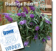 buddleja buzz winner