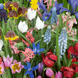 Best bulbs for a container - Bulb Extra Special Mix