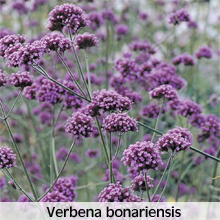 verbena bonariensis
