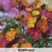 wallflower