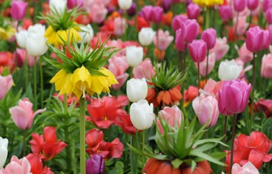 4 packs for the price of 3 on spring bulbs