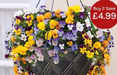 Pre-planted hanging baskets - simply hang and enjoy