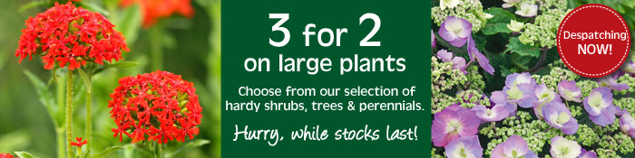 3 for 2 large plants - hurry whilst stocks last
