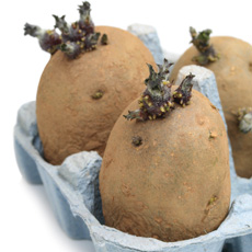 Sue Suggests - Use old egg cartons for chitting potatoes