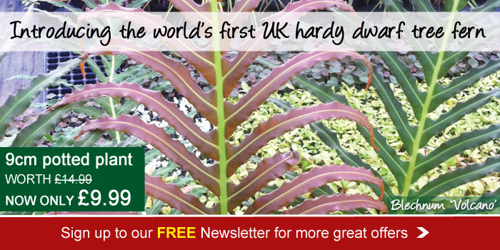 Blechnum 'Volcano' - 1 plant now only £9.99. Don't miss out on more great offers, sign up to our FREE email newsletter today.
