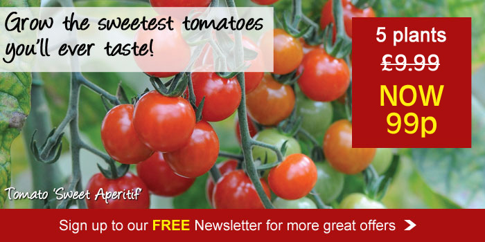 Tomato Sweet Aperitif. Don't miss out on more great offers, sign up to our FREE email newsletter today.