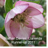 2012 Photo Competition - Your beds and borders