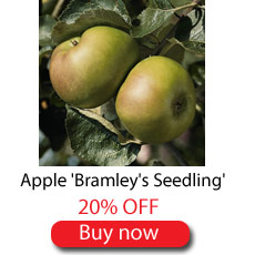 Apple Bramley's Seedling - 20% off
