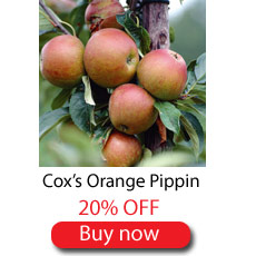 Cox's Orange Pippin - SAVE 20%