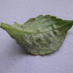A busy lizzie leaf affected by downy mildew