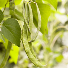 Randel Recommends - Try growing dwarf runner beans in hanging baskets if space is limited