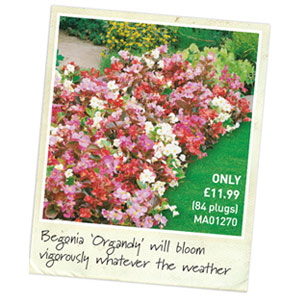 Begonia Advert