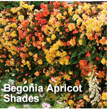 Begona Apricot Shades