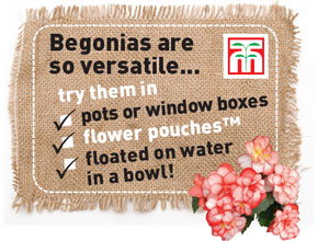 Try Begonias in...