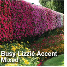Busy Lizzie Mixed