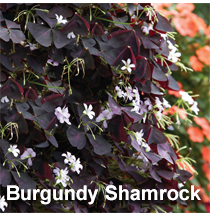 Burgundy Shamrock