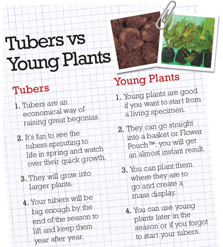 Tubers vs Young Plants