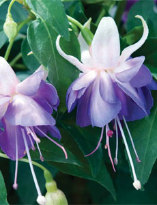 Name the new fuchsia competition