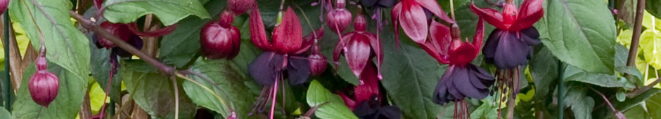 Fuchsia 'Lady in Black' - exclusively available from the Alan Titchmarsh Collection, brought to you by Thompson & Morgan