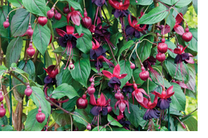 Fuchsia 'Lady in Black' - exclusively available from the Alan Titchmarsh Collection, brought to you by Thompson & Morgan