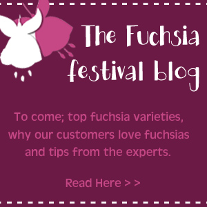 fuchsia blog