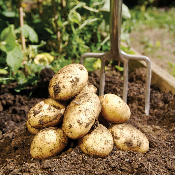Growing potatoes in the ground