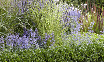 Choosing the right plants for your borders