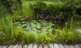 How To Plant Up A Pond
