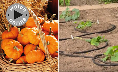 >How to grow pumpkins. Part 2: Planting out Pumpkin plants