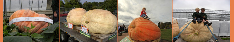 Grow a giant pumpkin competition