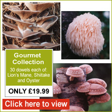 Gourmet Mushroom Collection - Only £19.99