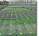 British Grown Plug Plants
