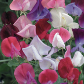 Sweet Pea 'Heirloom Bicolour Mixed' - Flower of the Year 2010