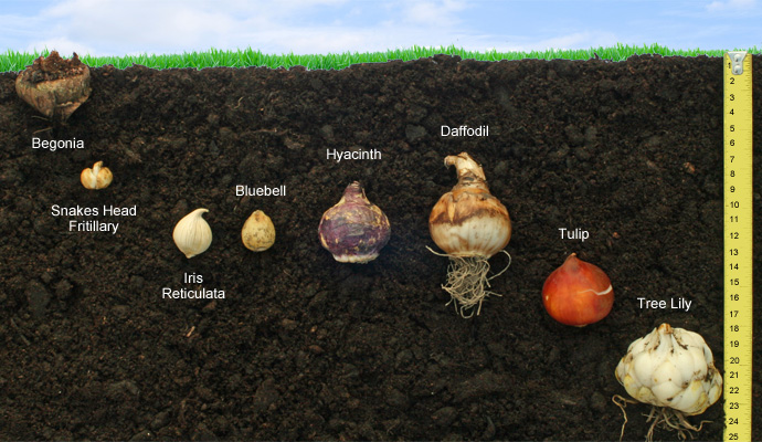 Image result for how to plant bulbs