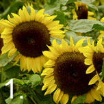 No 1 easy to grow - Sunflowers